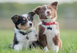 Nos conseils pour bien accueillir votre chiot à la maison