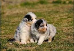 Croquettes pour chiot sans céréales : une bonne idée ?