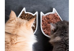 Quelles sont les meilleures croquettes sans céréales pour chat ?