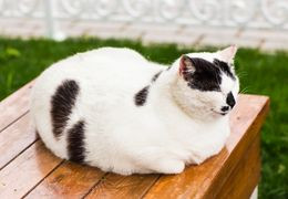 Comment faire maigrir mon chat en surpoids ?