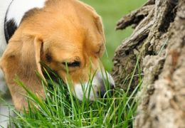 Pourquoi mon chien mange de l’herbe ?