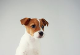 Le Jack Russell Terrier