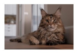 Le Maine Coon