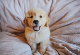 Prénoms de Chien en B pour l'année 2026 : Le Guide de la Lettre B !