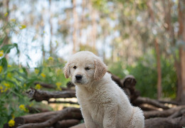 Prénoms de chiens 2024 : 100 idées de noms commençant par V