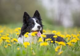 Le printemps arrive : faut-il adapter l'alimentation de mon animal ?
