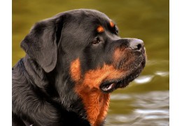 Le Rottweiler un excellent chien de garde