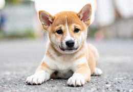 Shiba Inu – Race japonaise, caractère, soins et alimentation